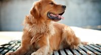 Golden Retriever Dog1233814909 200x110 - Golden Retriever Dog - Sumatran, Retriever, Golden, Dog